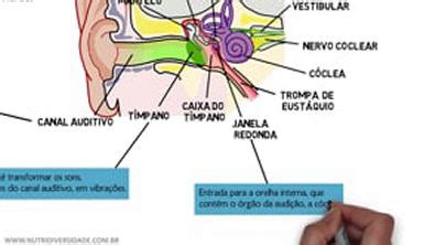 aldicao|Anatomia e Fisiologia do Sistema Auditivo .